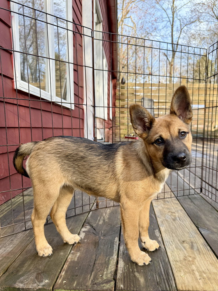 Diva (Darcy's Litter) Image