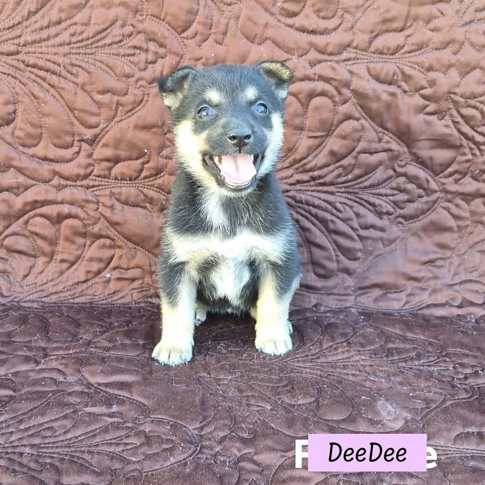 Australian Cattle Dog