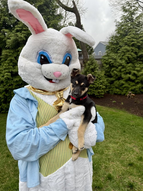 picture of the dog needing adoption