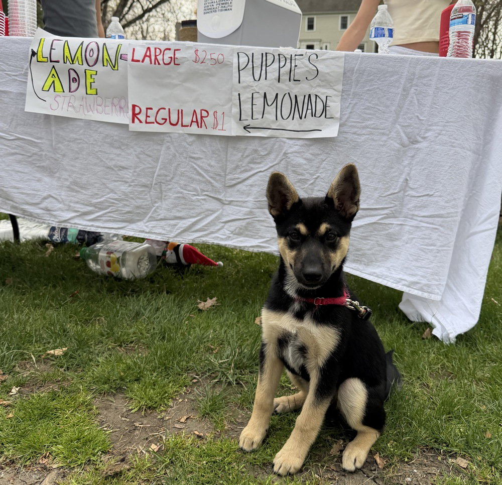 DeeDee (Darcy's Litter) Image