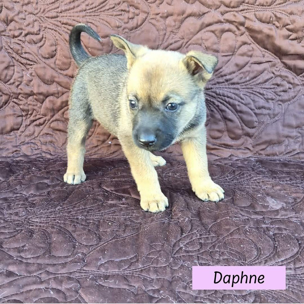 Australian Cattle Dog