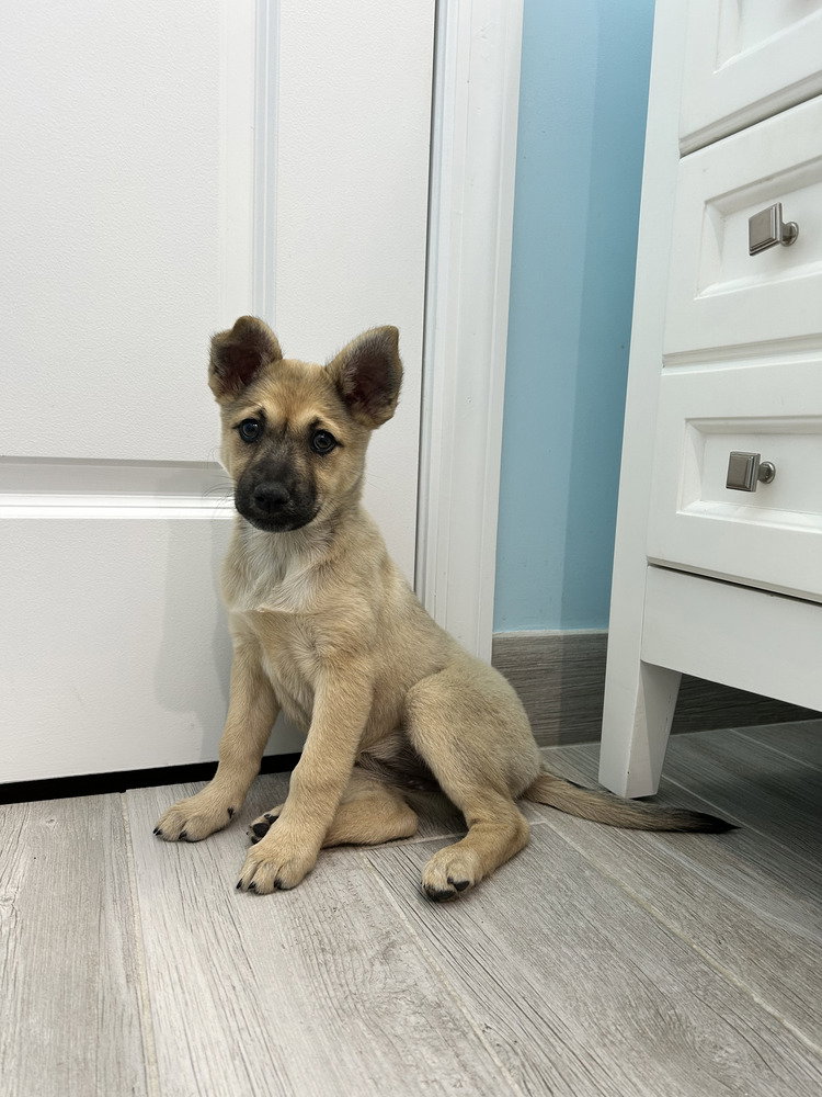 Daphne (Darcy's Litter) Image
