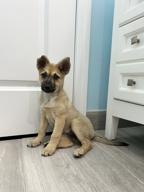 picture of the dog needing adoption