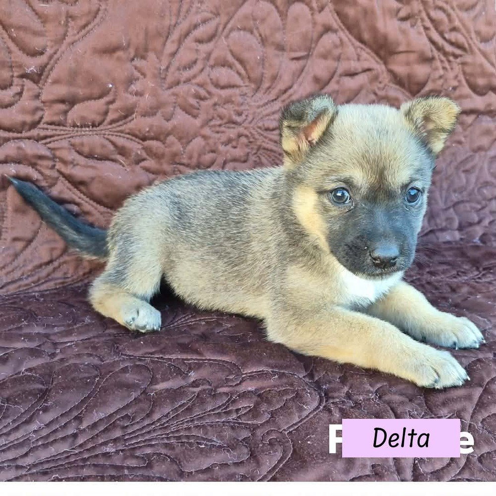 Australian Cattle Dog