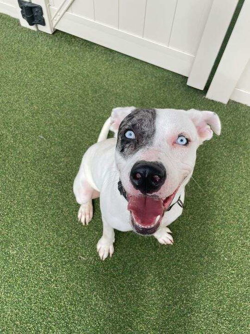 AC - Zero (Twix Kit Kat's Litter), an adoptable Pit Bull Terrier in Brewster, NY