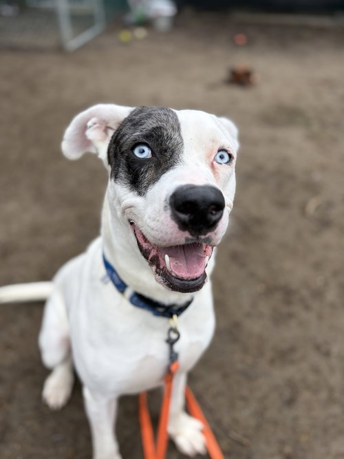 picture of the dog needing adoption