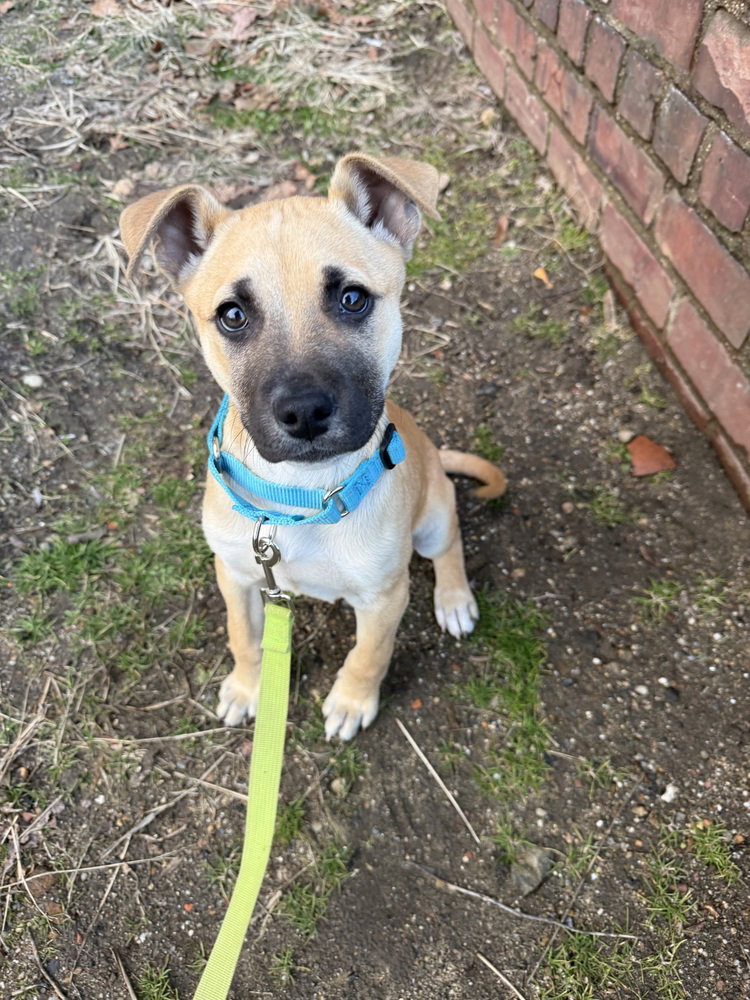 Nemo (AA Litter) Image