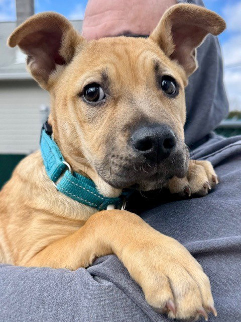 picture of the dog needing adoption