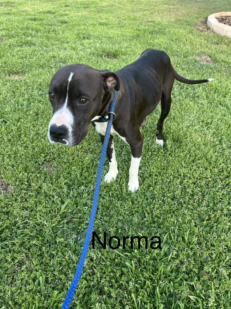 Norma (mama)