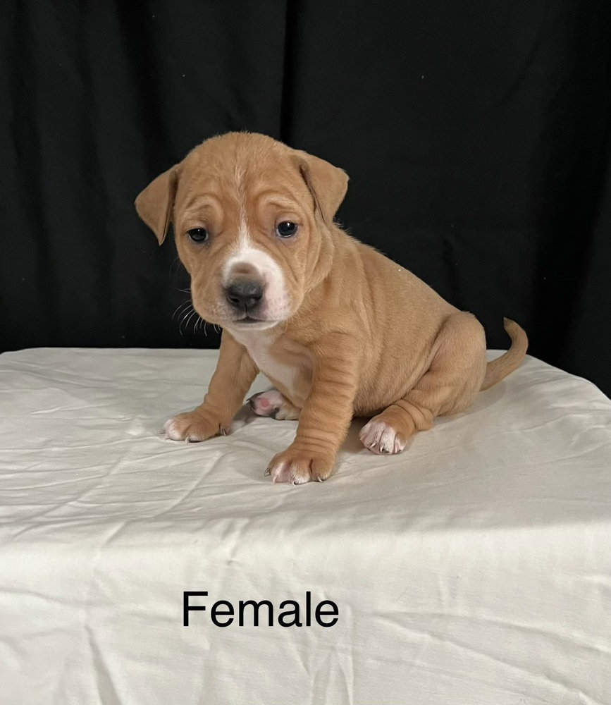 Gloria (norma's Pups)