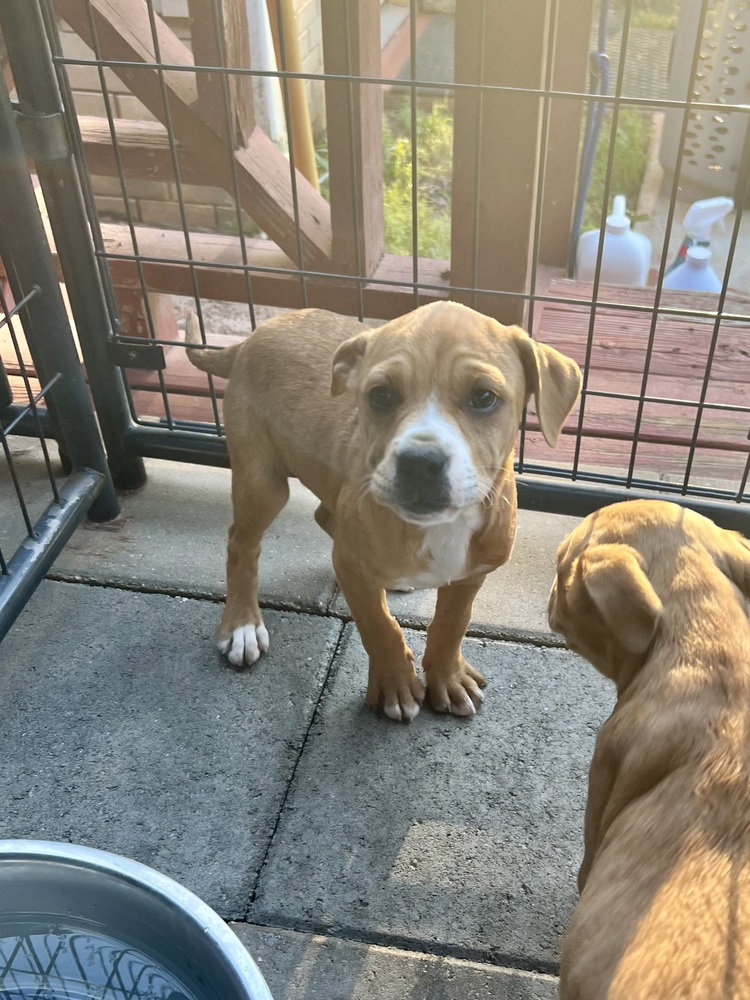 Gloria (Norma's Pups) Image