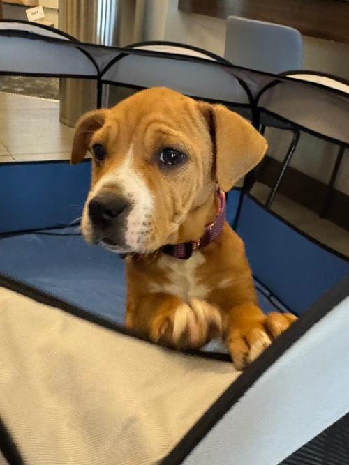 Gloria (Norma's Pups), an adoptable American Staffordshire Terrier in Brewster, NY