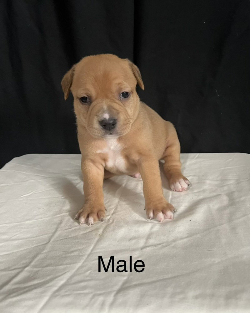 Pit Bull