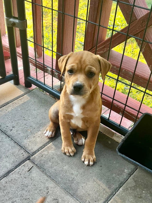 Maurice (Norma's Pups) Image