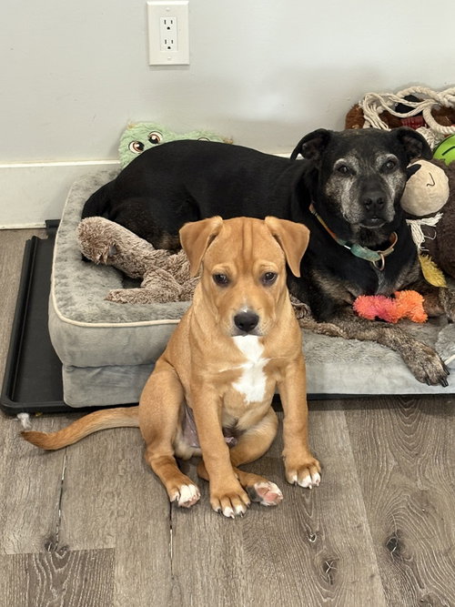Maurice (Norma's Pups), an adoptable Labrador Retriever in Brewster, NY
