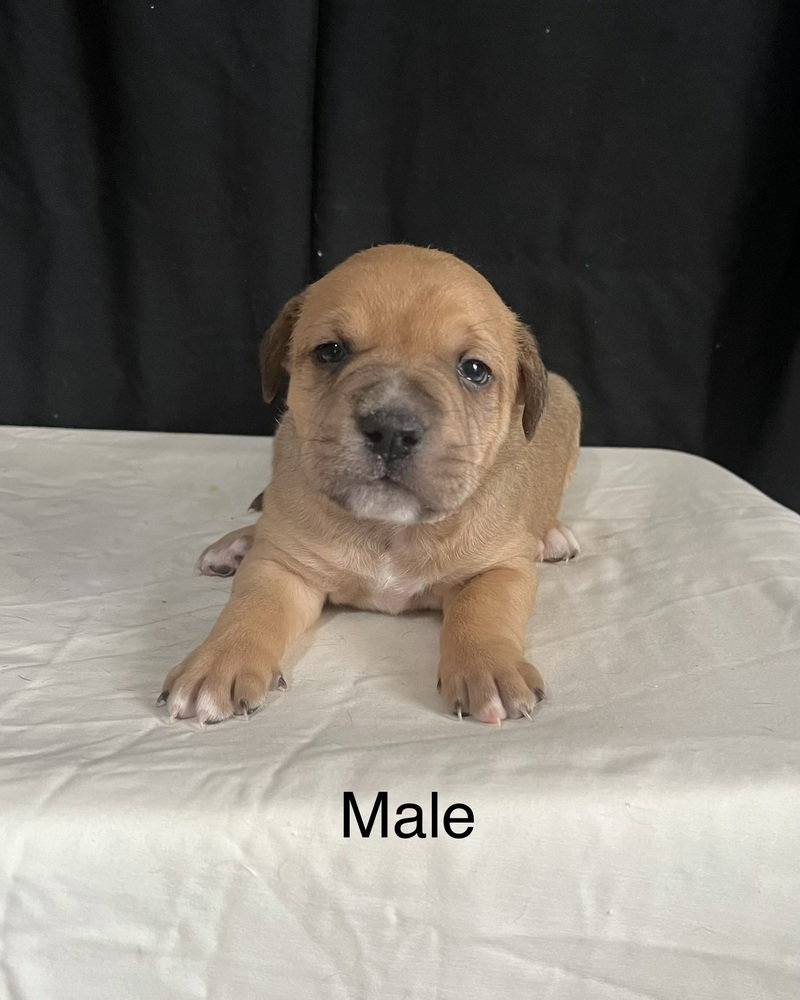 Pit Bull