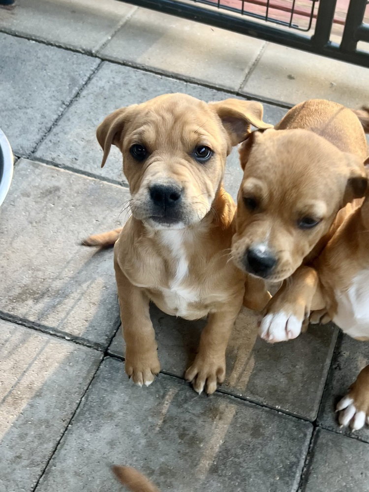 Memphis (Norma's Pups) Image