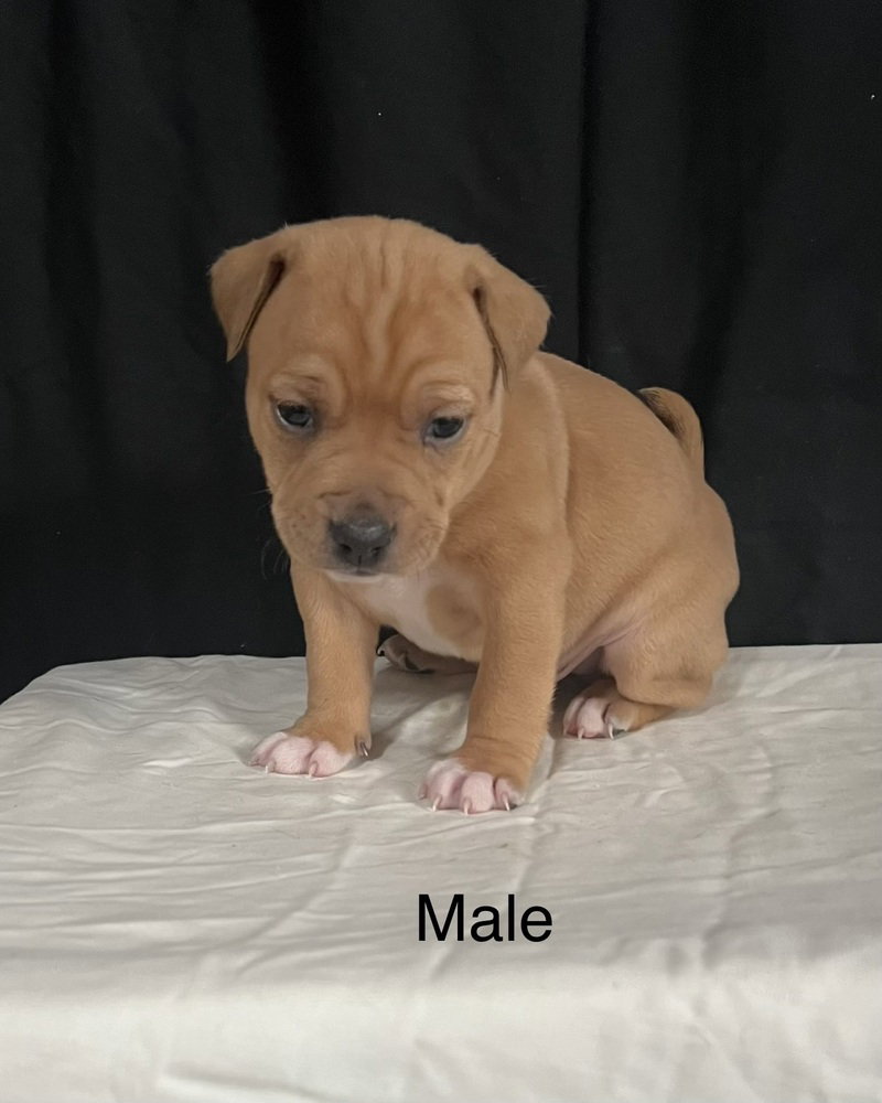 Pit Bull