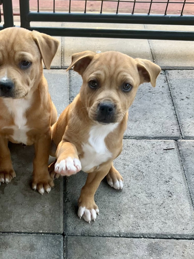 Mumbles (Norma's Pups) Image