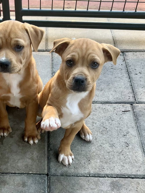 picture of the dog needing adoption