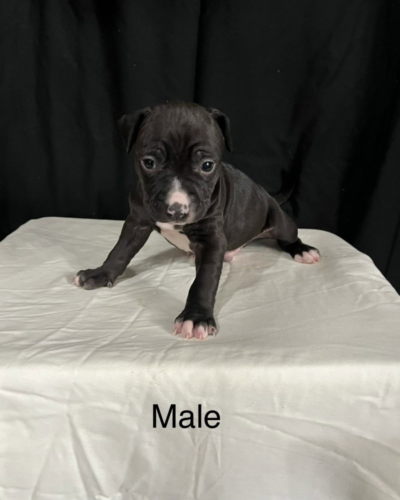 Pit Bull