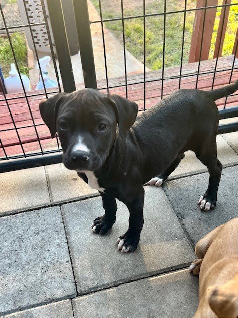 Ramon (Norma's Pups) Image