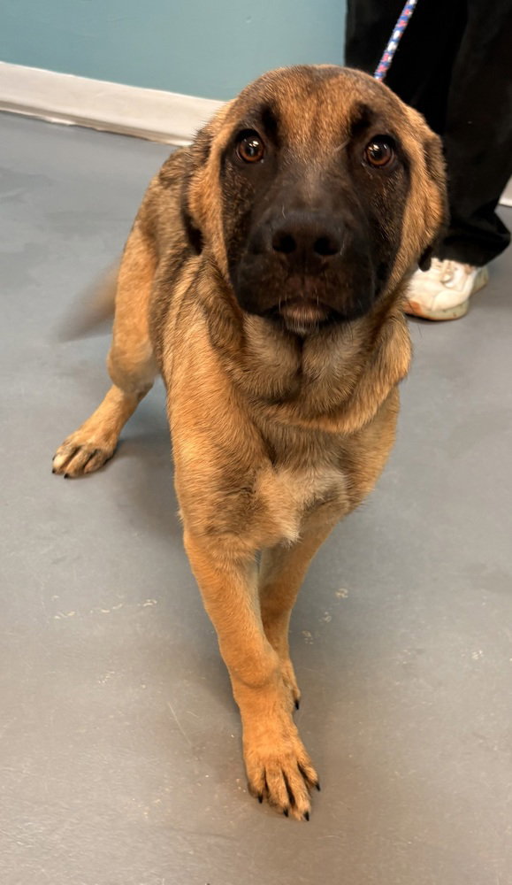 German Shepherd