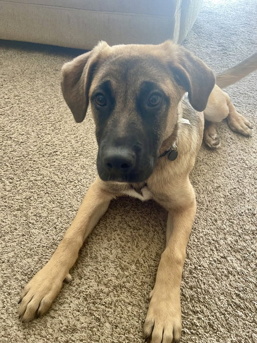 Nolan (N Trio), an adoptable German Shepherd Dog in Brewster, NY
