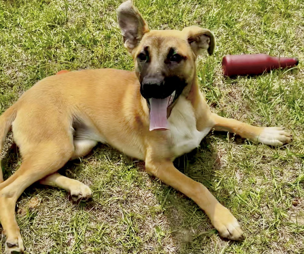 Nala (N Trio) Image