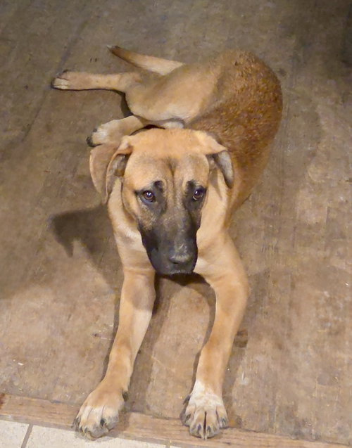 Nala (N Trio), an adoptable German Shepherd Dog in Brewster, NY