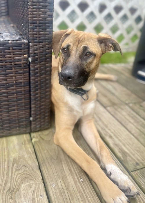 Nala (N Trio)