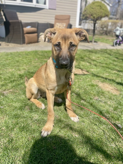 Nova (N Trio), an adoptable German Shepherd Dog in Brewster, NY