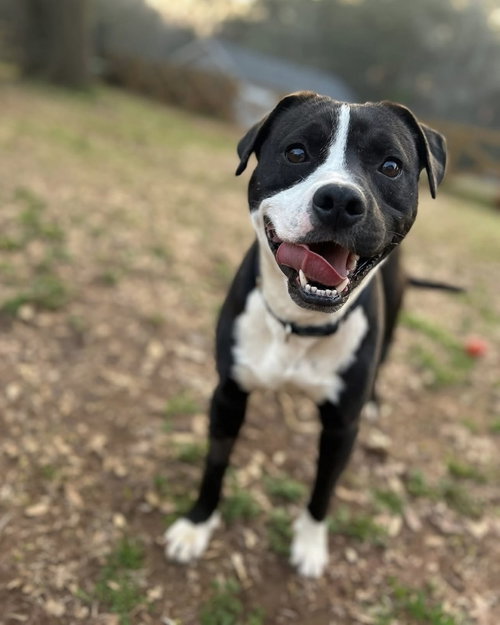 Buck the Beautiful, an adoptable American Staffordshire Terrier in Brewster, NY