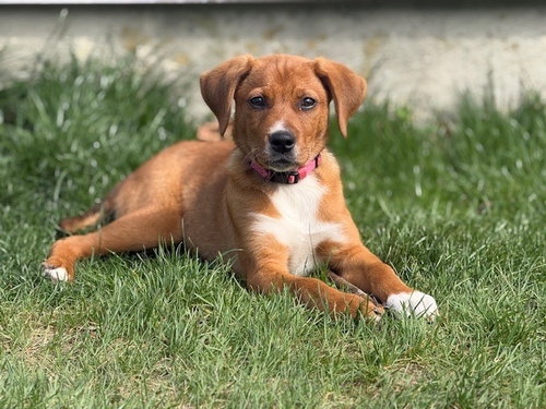 Honey (Honeybee Litter), an adoptable Labrador Retriever in Brewster, NY