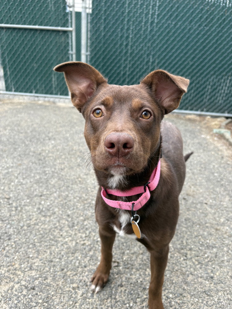 Lucy (Suzie's Litter) Image