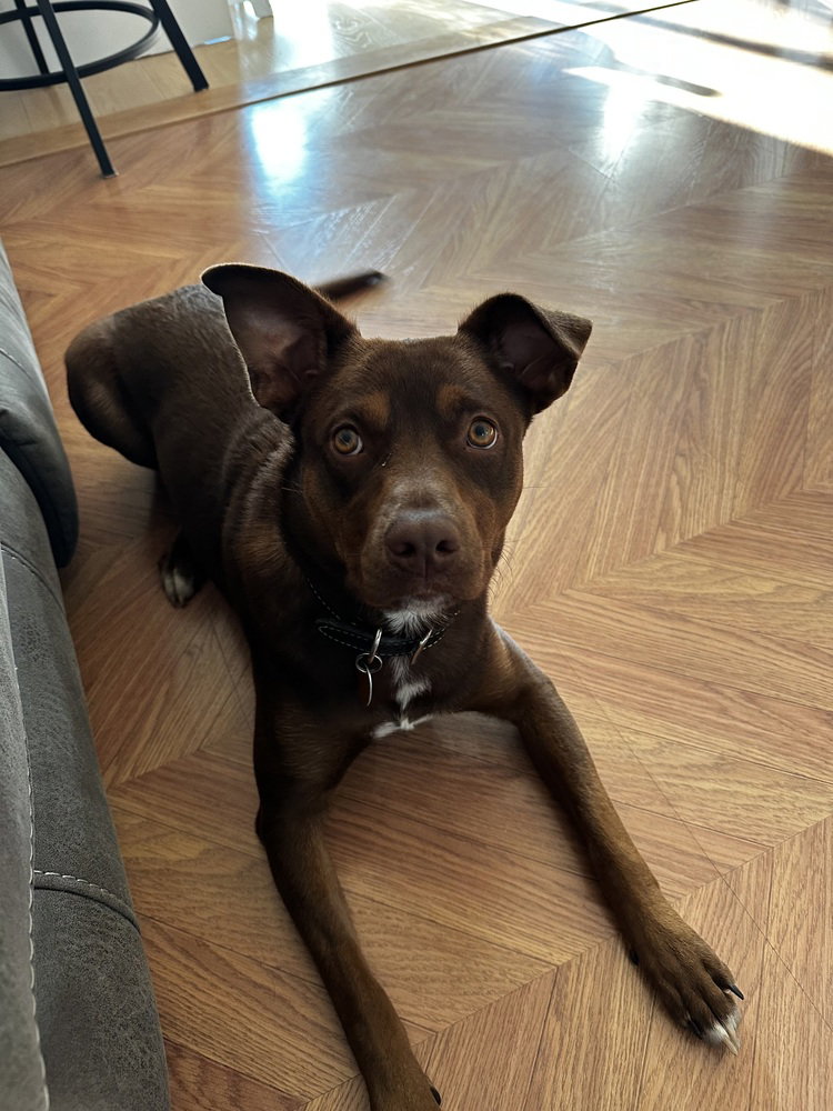 Lucy (Suzie's Litter), dog