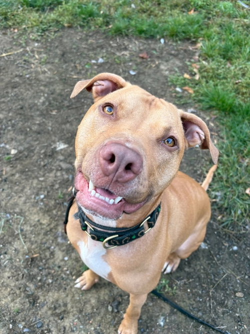 AC - Whiskey aka Snuggles, American Pit Bull Terrier / Mixed