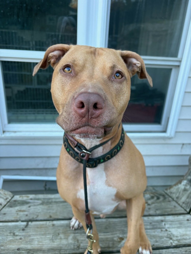AC - Whiskey aka Snuggles, photo 3