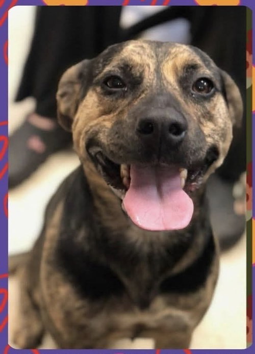 Bootsie the Beautiful, an adoptable American Staffordshire Terrier in Brewster, NY