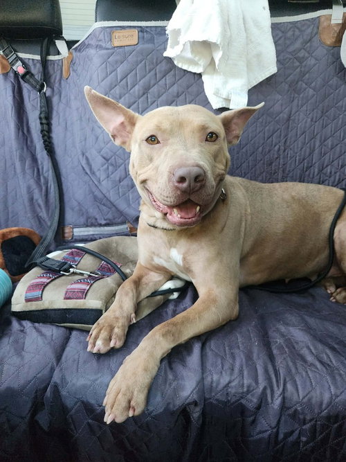 Emily the Effervescent, an adoptable American Staffordshire Terrier in Brewster, NY