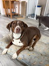 Sally aka Spunky Sully - Photo 1