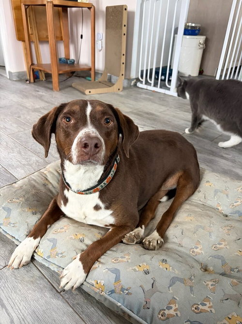 SALLY AKA SPUNKY SULLY - Pointer / Labrador Retriever available for adoption