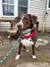 Sally aka Spunky Sully - Photo 2
