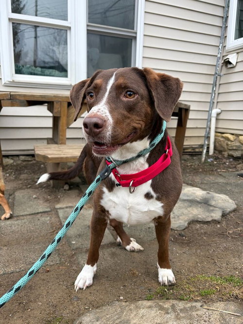 SALLY AKA SPUNKY SULLY - Pointer / Labrador Retriever available for adoption