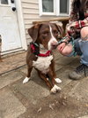 Sally aka Spunky Sully - Photo 3