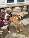 Sally aka Spunky Sully - Photo 4