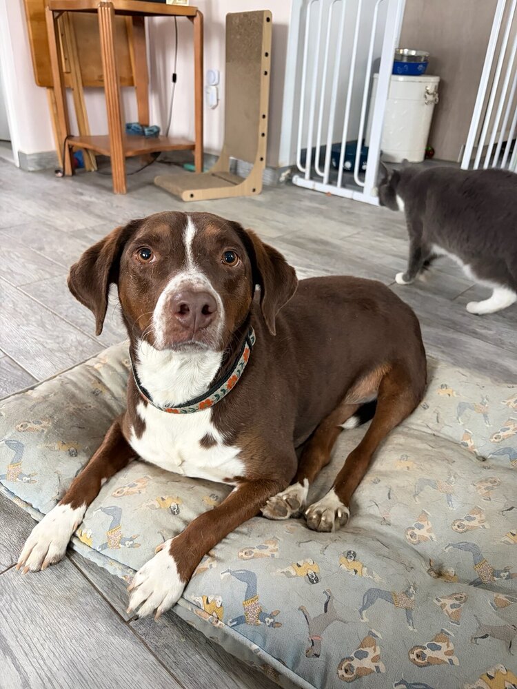Sally aka Spunky Sully, dog