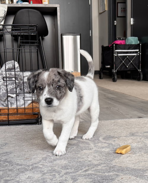Alpine (A-Litter), an adoptable Australian Shepherd in Brewster, NY