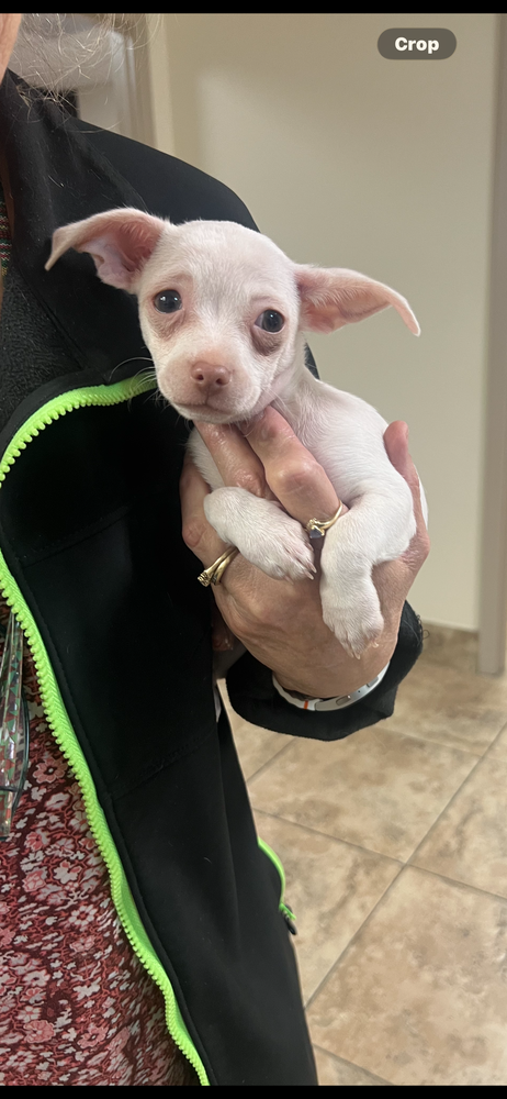 SNOWFLAKE (SNOW SISTERS) - Chihuahua available for adoption