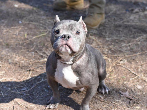 OBI - Pit Bull Terrier available for adoption